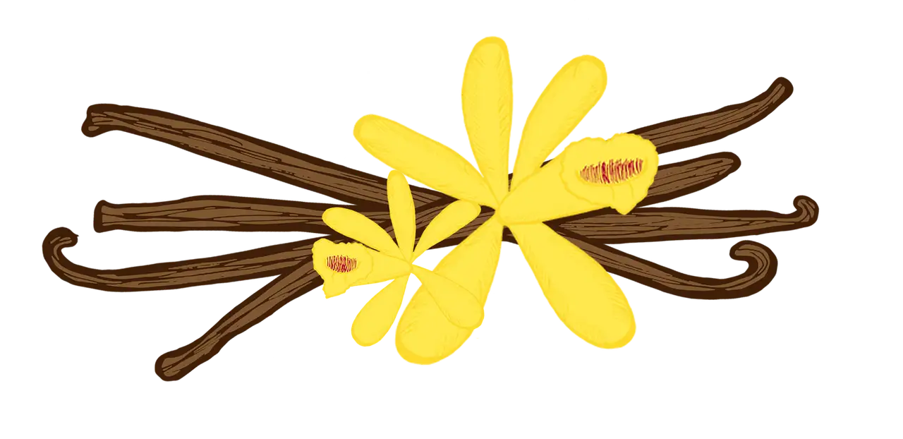 Warm Vanilla Amber Perfume Notes