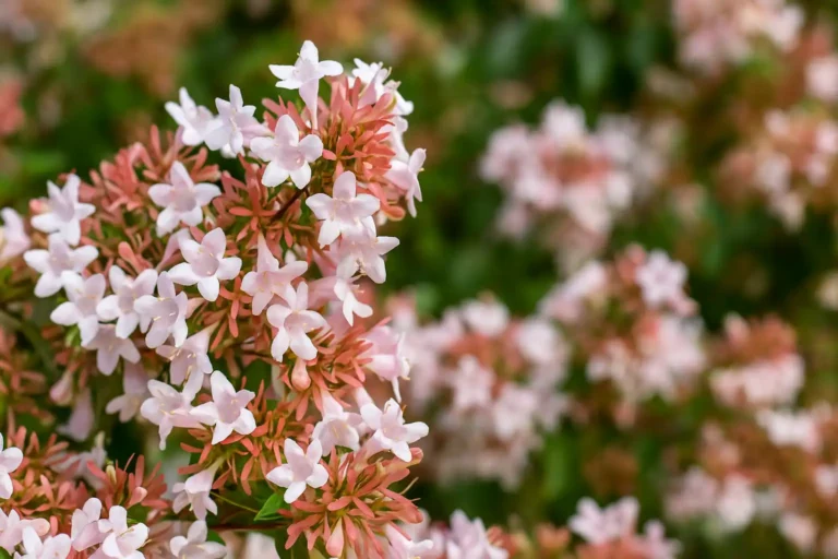 Abelia note , Abelia scent
