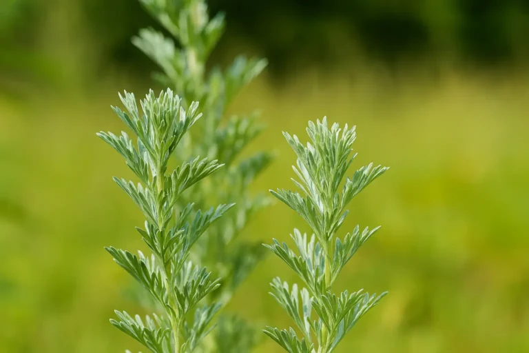 Absinthe perfume note